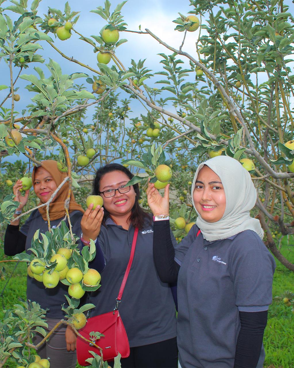 Kebun apel Kusuma Agrowisata