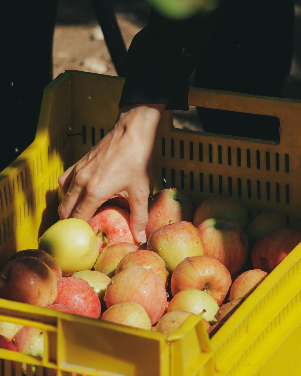 Panen buah pilihan
